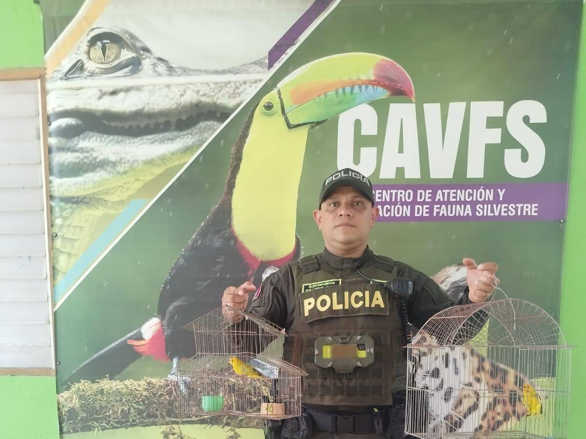 Recuperadas ocho especies de fauna silvestre valoradas en más de 52 millones de pesos en Santa Marta