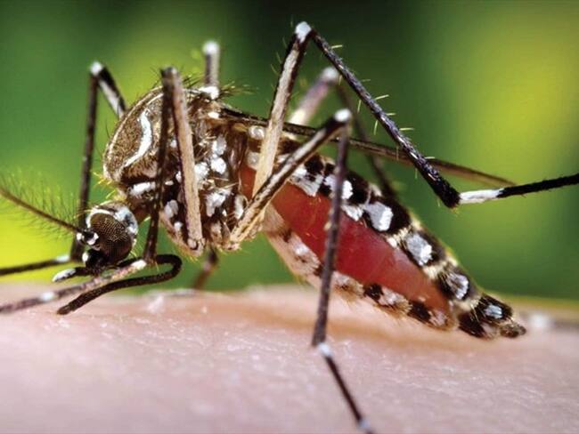 Cali es el municipio más afectado con 2160 casos de dengue. Foto: Colprensa