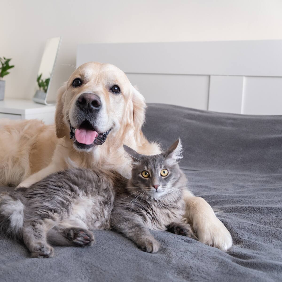 Avanza proyecto para crear el Sistema Único de Registro de Animales Domésticos en Bogotá
