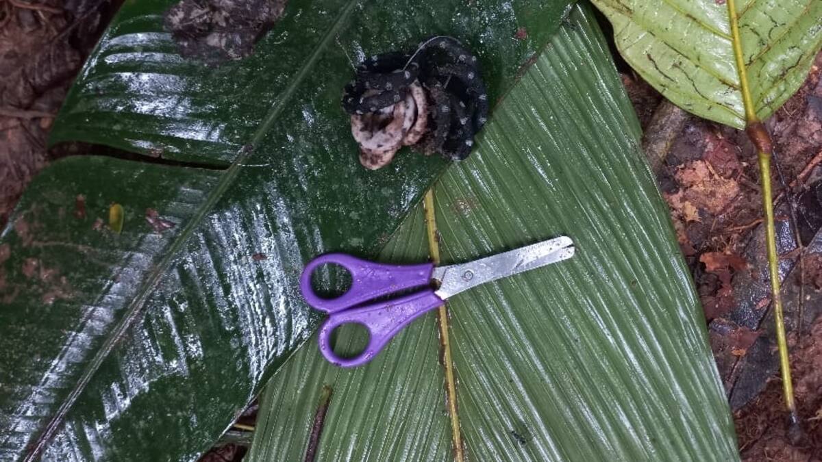 Empresa de aeronave accidentado en Caquetá dice que no hay nada confirmado sobre menores