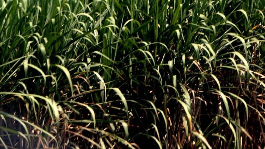 Asocaña rechazó nuevos ataques en el Norte del Cauca a agricultores del sector. Foto: Colprensa