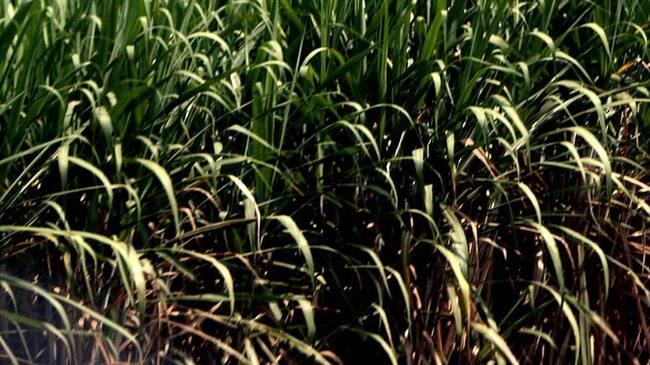 Asocaña rechazó nuevos ataques en el Norte del Cauca a agricultores del sector. Foto: Colprensa