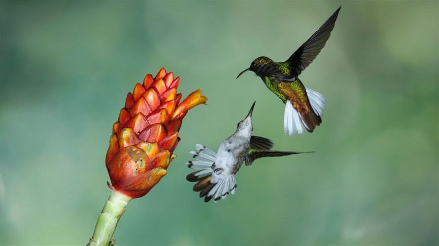 Colombia es el país más diverso y la biodiversidad está viviendo en los pueblos más miserables: Giovanni Ulloa. Foto: Getty Images