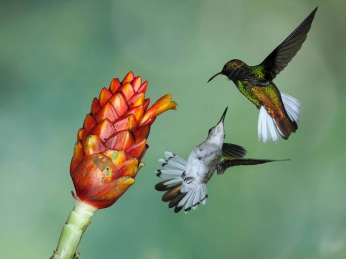 La polémica licencia que autoriza caza y venta de animales silvestres en Colombia