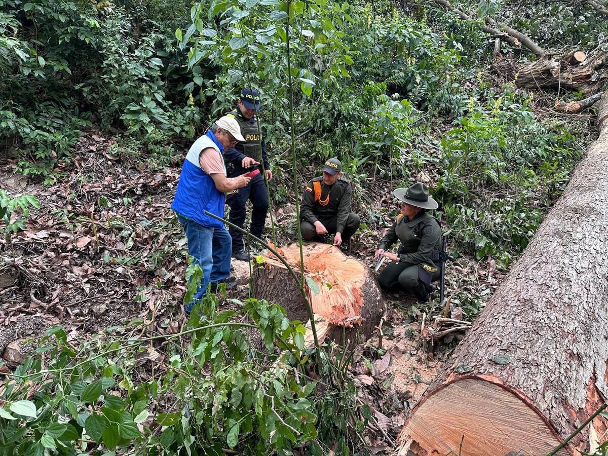 21 personas fueron capturadas por tráfico ilegal de madera en Santander