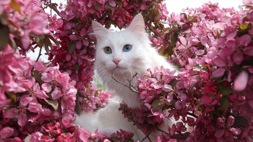 Los gatos turcos no solo tienen nueve vidas, también tienen piscinas. Foto: Agencia Anadolu