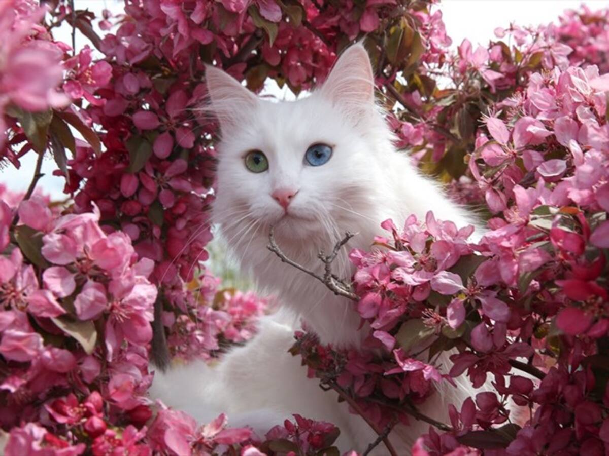 Los gatos turcos no solo tienen nueve vidas, también tienen piscinas