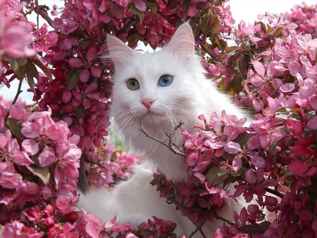 Los gatos turcos no solo tienen nueve vidas, también tienen piscinas. Foto: Agencia Anadolu