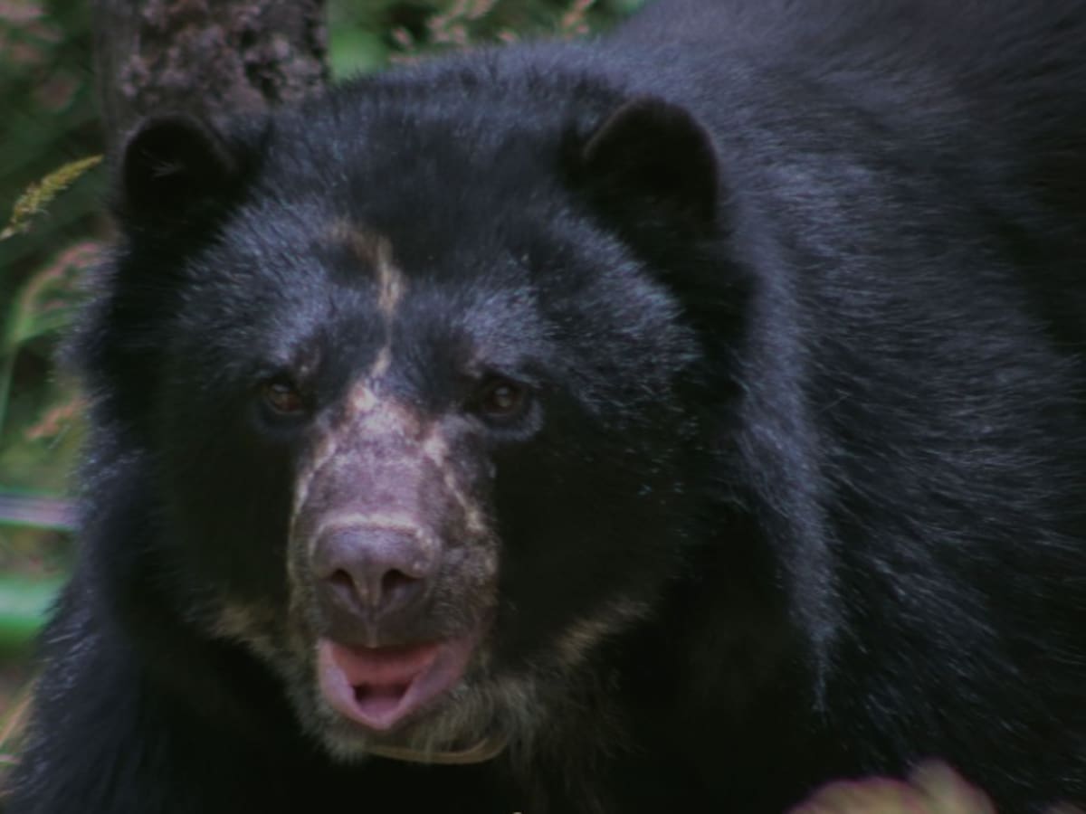 Tamá, el oso que no alcanzó a conocer la libertad