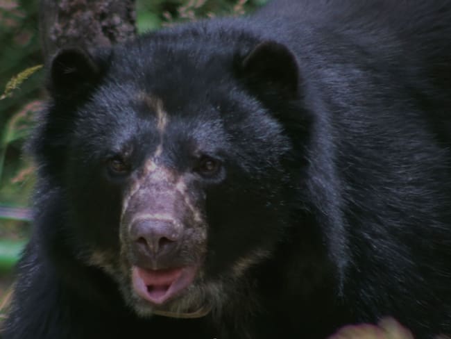 Oso 'Tamá' (Foto vía Parques Nacionales)