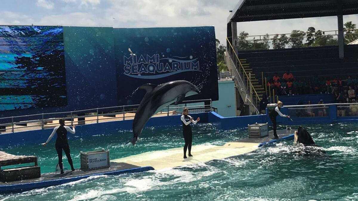 “Es una oportunidad para corregir décadas de maltrato animal”: Peta sobre cierre de Miami Seaquarium