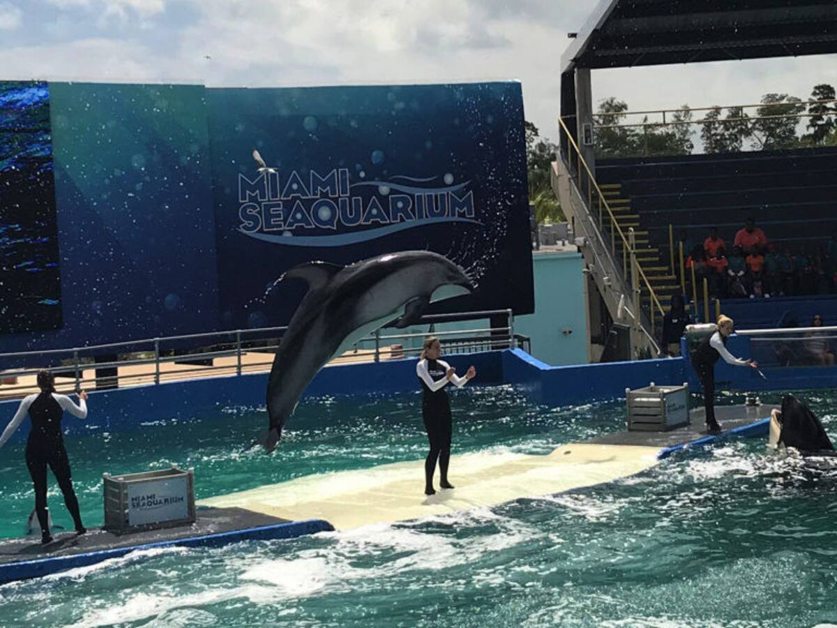 “Es una oportunidad para corregir décadas de maltrato animal”: Peta sobre cierre de Miami Seaquarium