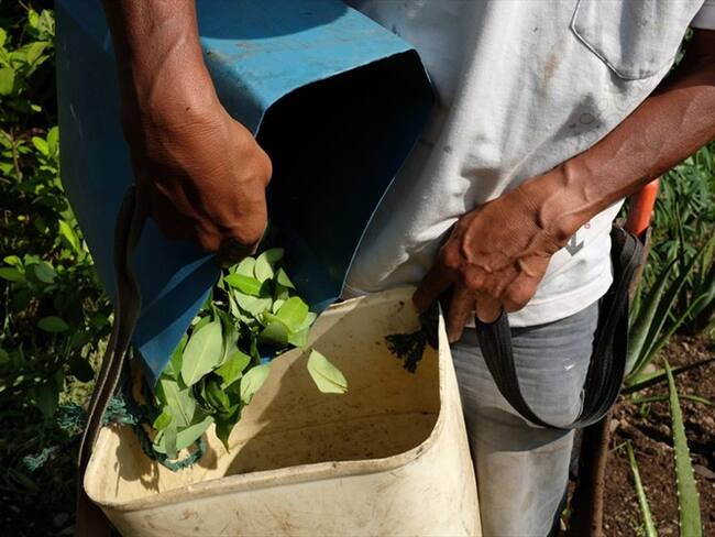 La W reveló que en 2017 se sembraron 209.000 hectáreas de coca. Foto: Getty Images