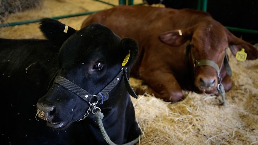 El movimiento campesino pidió al Ministerio de Agricultura que derogue el acuerdo con el que se creó el Sistema de Autorización de Terceros, SAT.. Foto: Colprensa