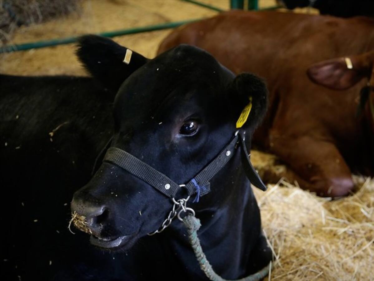 Dignidad Agropecuaria Colombiana fijó postura frente a posibilidad de privatizar el ICA