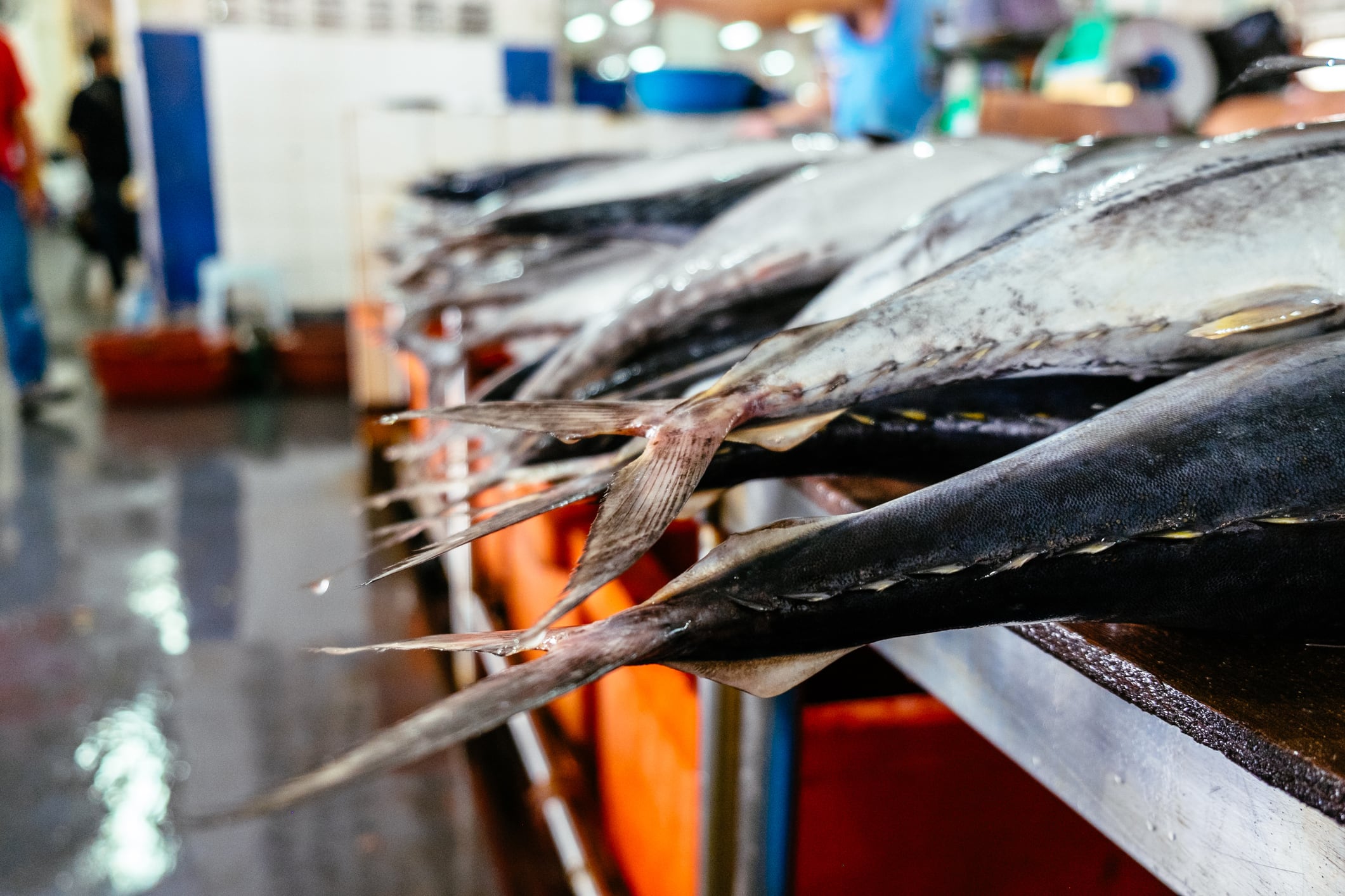 Imagen de referencia de atún.