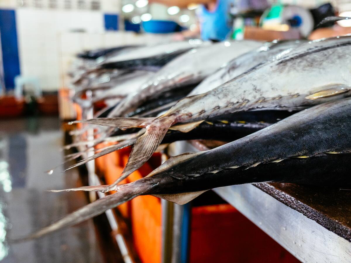 MinAmbiente investigará pesca de atún en Bahía Solano