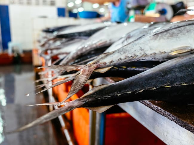 Imagen de referencia de atún.