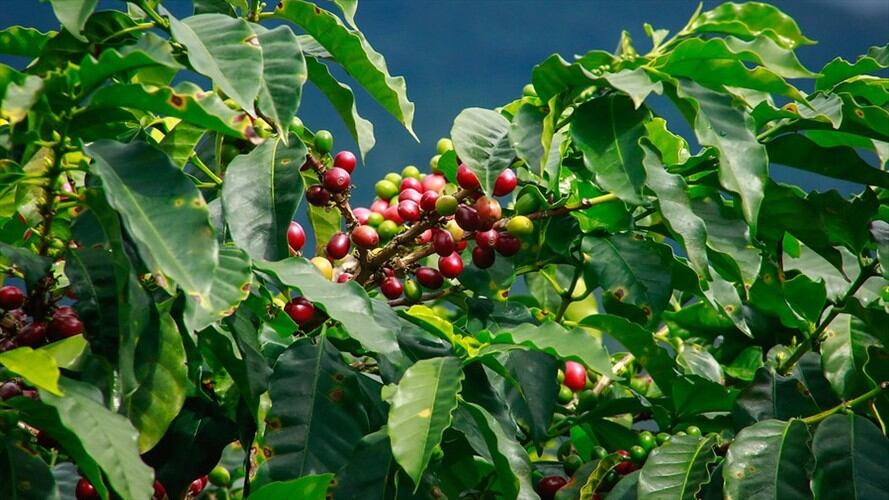 En mayo, producción de café creció, mientras que sus exportaciones volvieron a caer. Foto: Colprensa