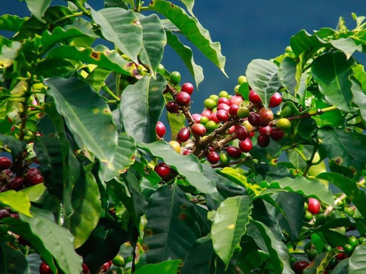 En mayo, producción de café creció, mientras que sus exportaciones volvieron a caer