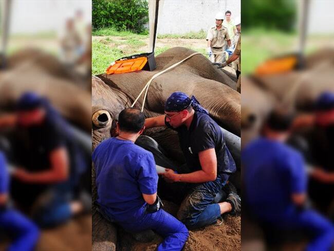 El elefante Tantor será anestesiado y continuará así durante todo el proceso, con el fin de que el colmillo fracturado sea adecuadamente examinado e intervenido. Foto: Zoológico de Barranquilla