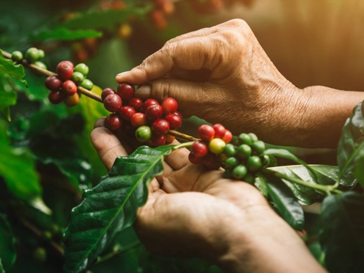 Café colombiano ya se encuentra disponible en Amazon Estados Unidos