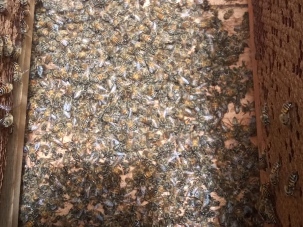Reportan más de 30 mil abejas muertas en Ocamonte por supuesto envenenamiento