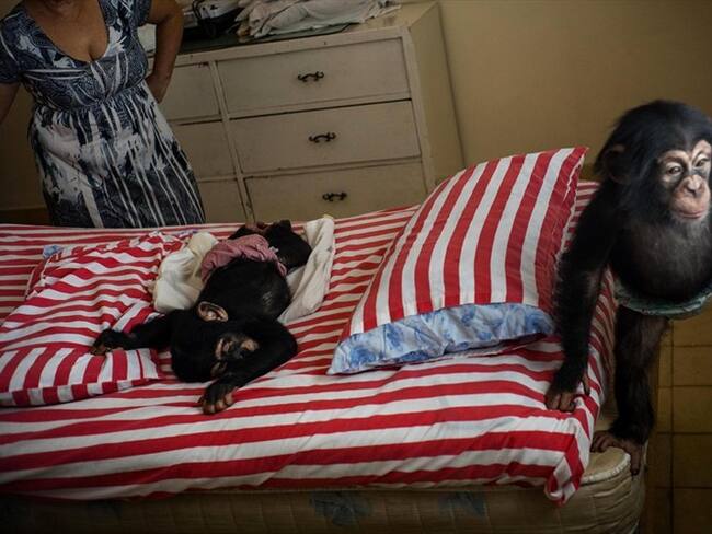 Bióloga cubana cría chimpancés en su apartamento habanero. Foto: Associated Press - AP