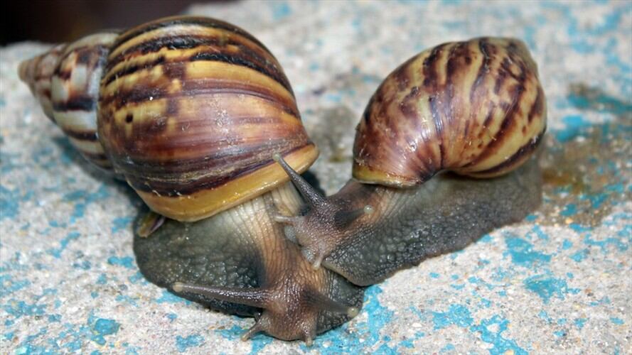 Alerta por proliferación de caracoles africanos en parques de Santa Marta. Imagen de referencia. Foto: Colprensa