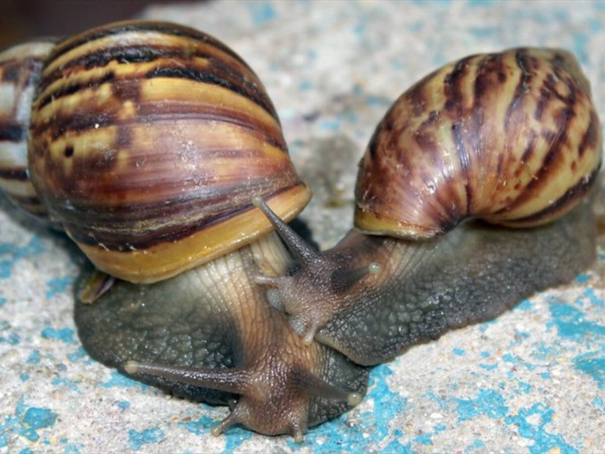 Alerta por la proliferación de caracoles africanos en parques de Santa Marta