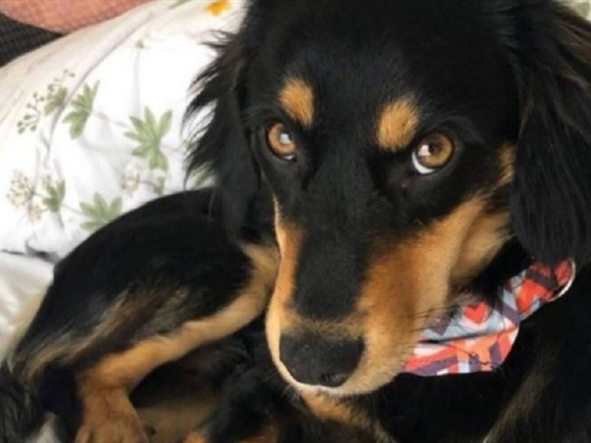 Se declaró culpable hombre que disparó contra el perro Mambo