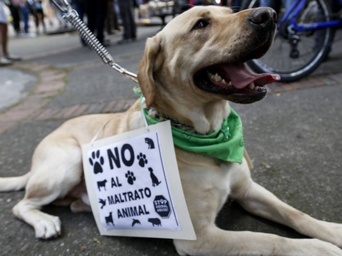 Jueces emiten condenas por maltrato animal en Colombia