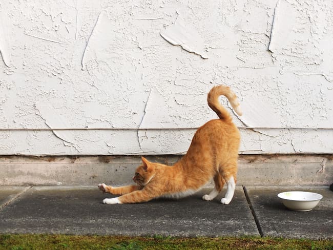 Es muy común entre los gatos amasar lo que tengan por delante, desde una cobija hasta las piernas de los humanos.