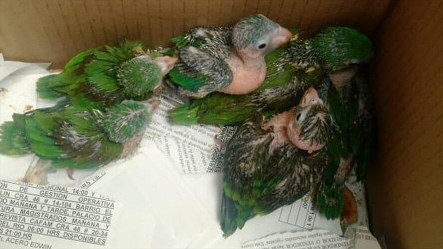 Tráfico de animales silvestres en Semana Santa. Foto: Cortesía Fiscalía General