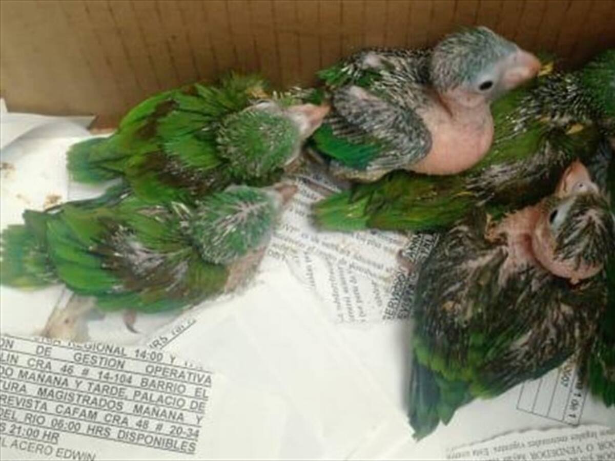 Se intensifican acciones judiciales contra tráfico de animales silvestres en Semana Santa