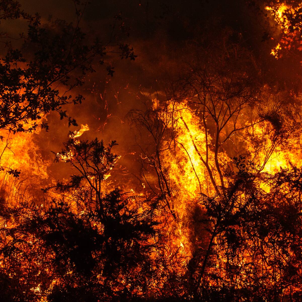 Invasores de tierras en el Cauca incendiaron un bosque en un procedimiento de desalojo