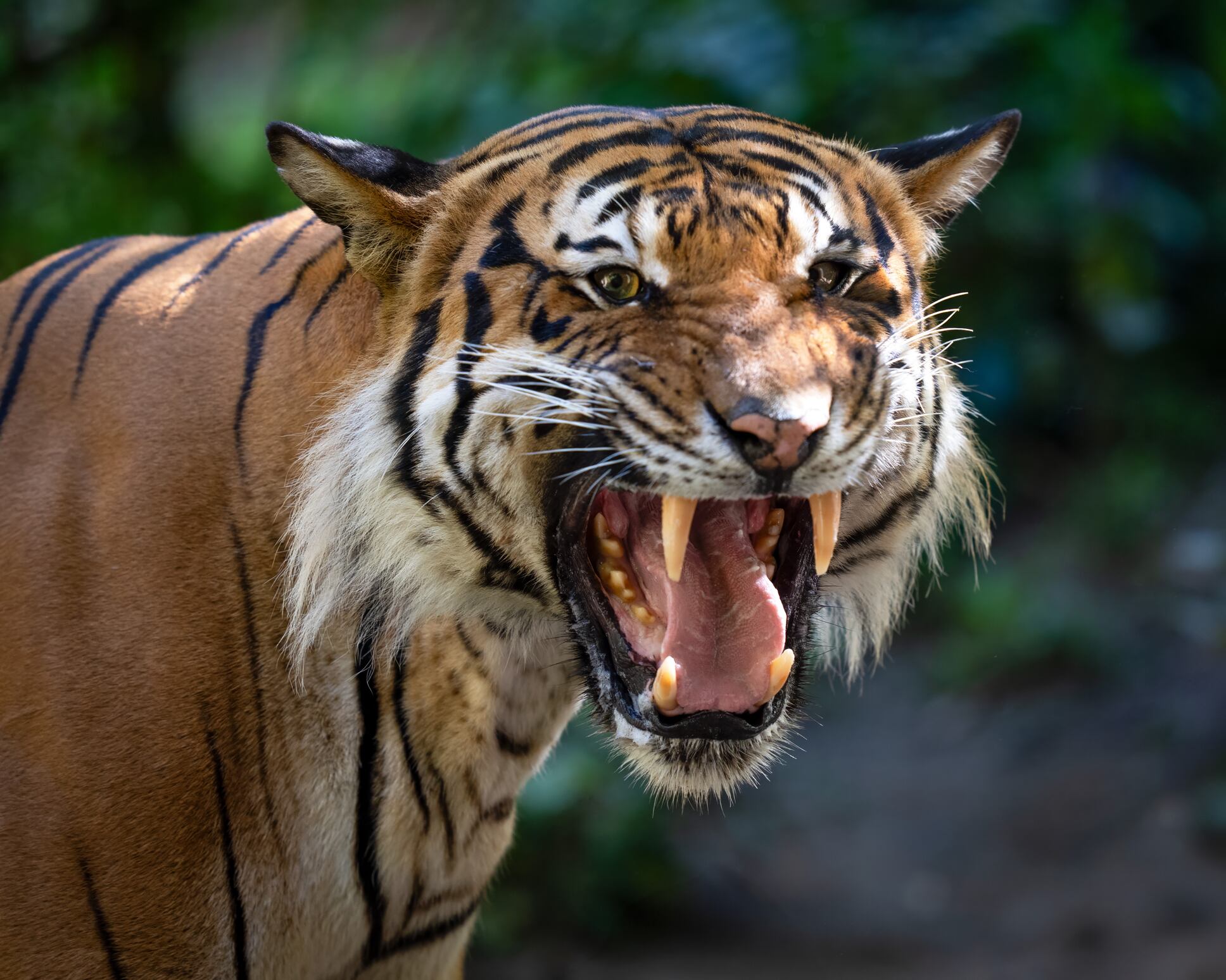Tigre. Foto: Getty Images.