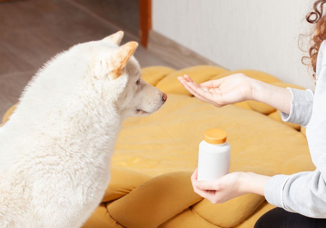 29052022_mascotas_medicamentos_ referencia GettyImages