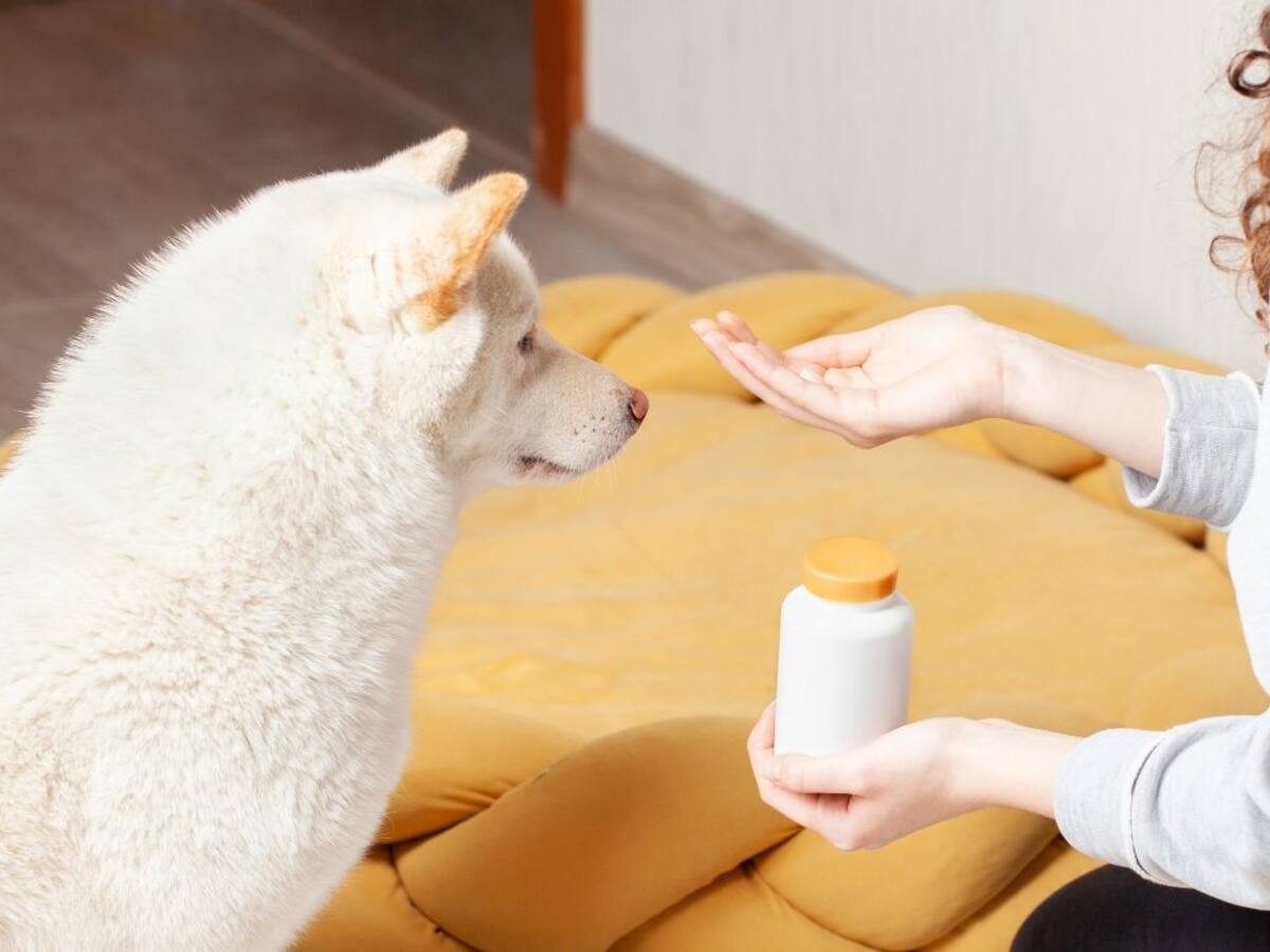 Cómo darle medicamentos a un gato o perro: tome nota