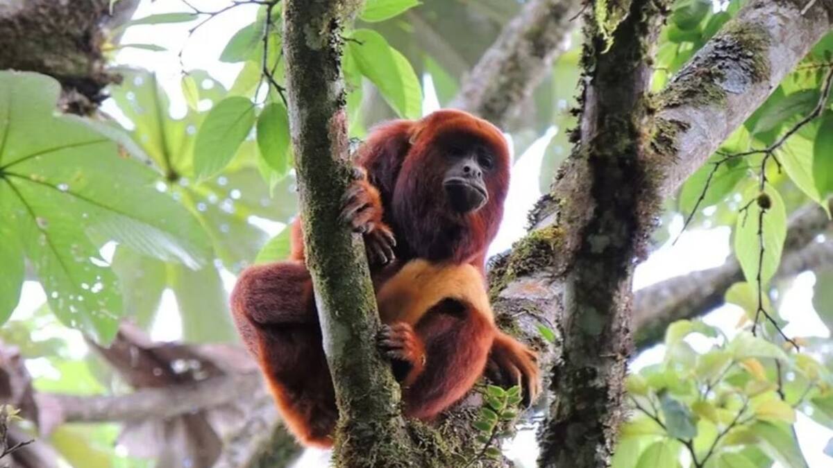 En Risaralda alistan planes para proteger la fauna y flora de la caída de ceniza
