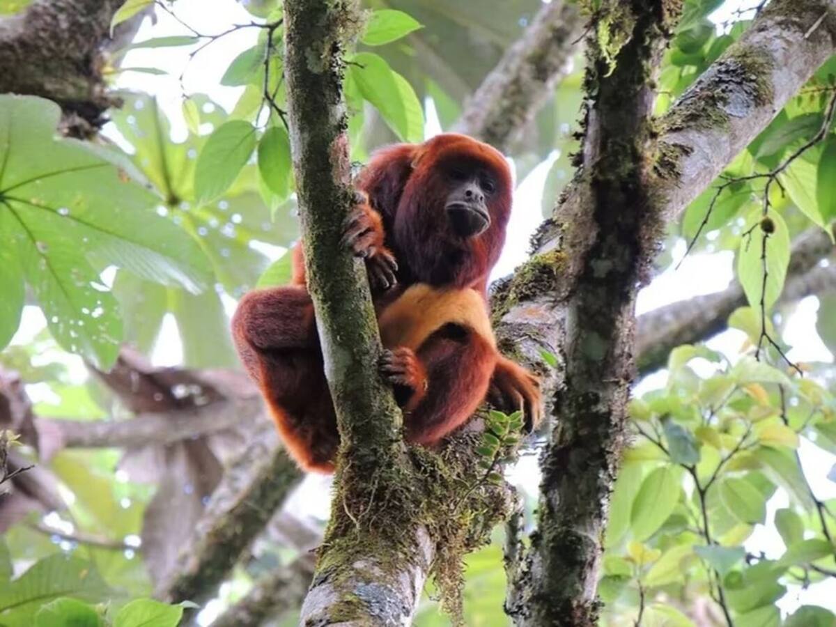 En Risaralda alistan planes para proteger la fauna y flora de la caída de ceniza