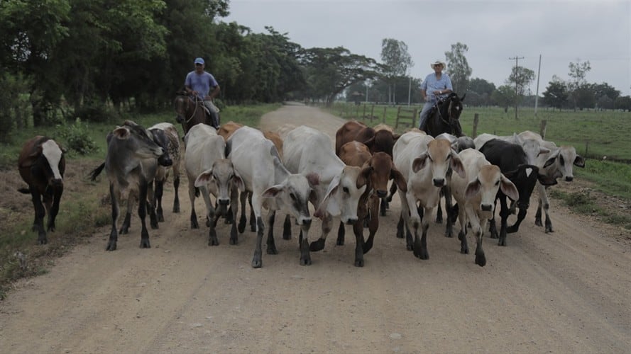 La cartera de Agricultura expresó que la entrega del Fondo Nacional del Ganado a Fedegán se hizo bajo los parámetros estipulados por la ley. Foto: Getty Images
