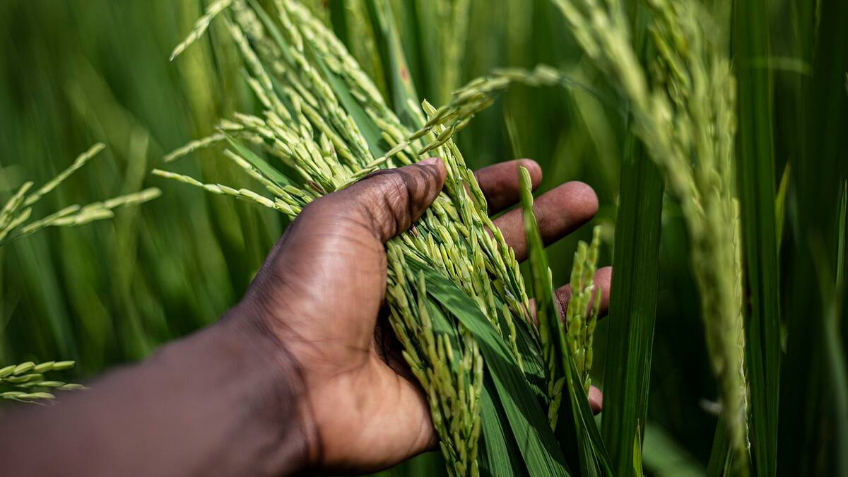Arroceros de Norte de Santander se unirán al paro nacional de este 7 de marzo