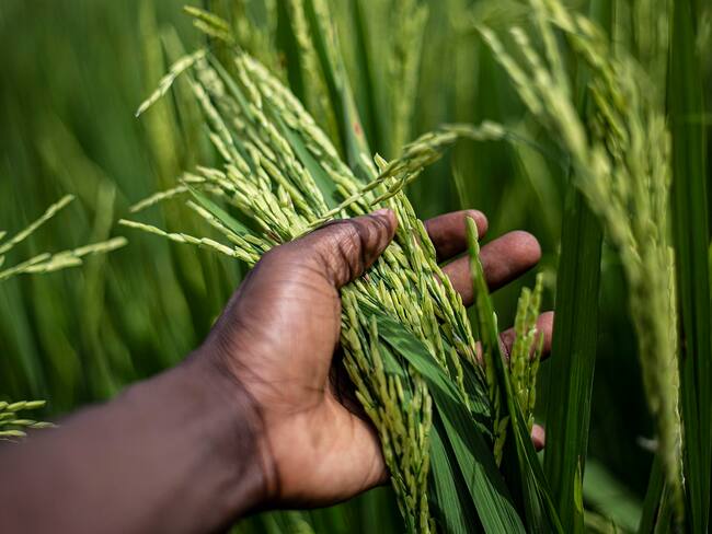 Es fundamental que se tomen medidas urgentes para proteger a los arroceros nacionales. Foto Redes Sociales.