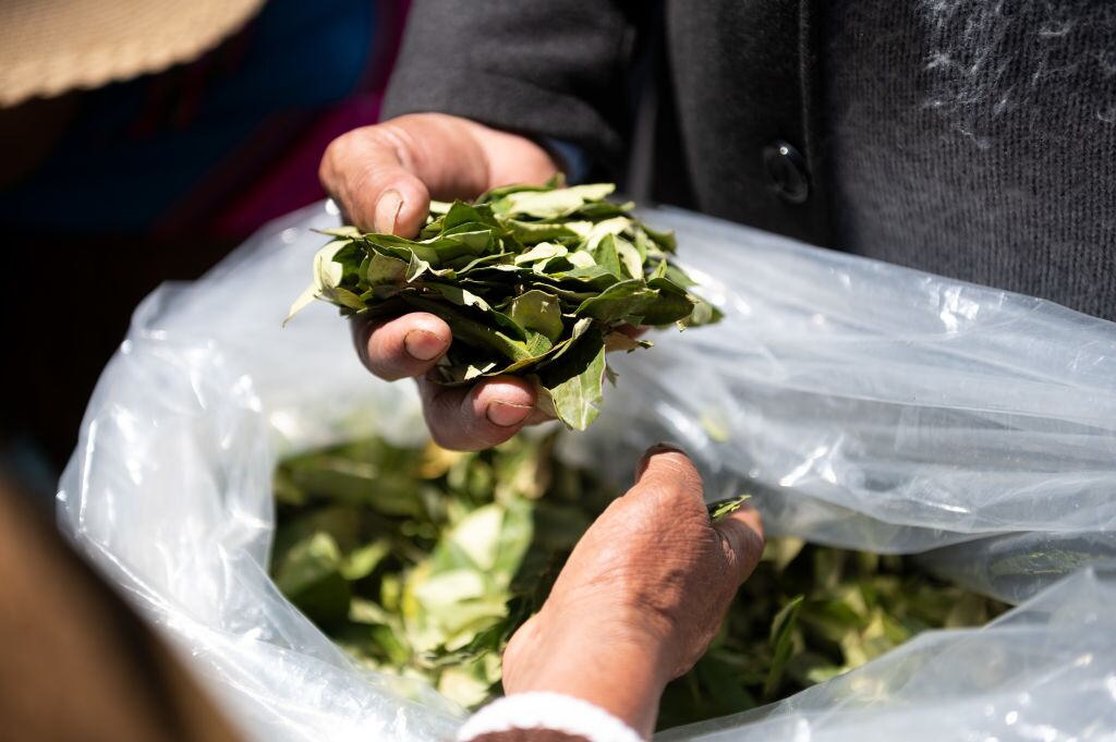 Imagen de referencia de la hoja de coca. Foto: Getty Images.
