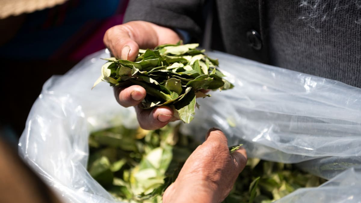 Debate: ¿se debe regular el uso alternativo de la coca?