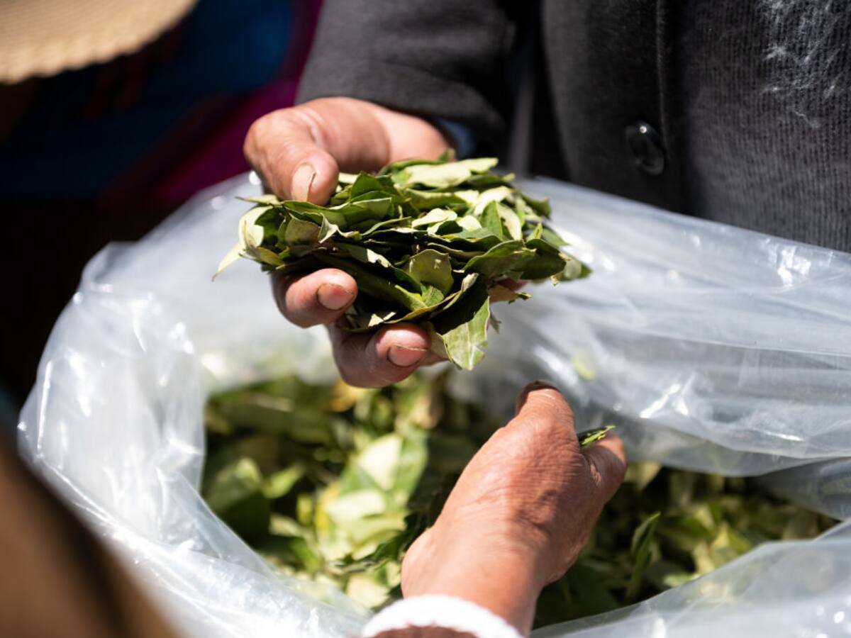 Debate: ¿se debe regular el uso alternativo de la coca?