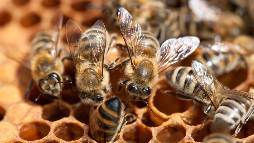 Los insectos se alimentaban de las lagrimas de la mujer.. Foto: Getty Images