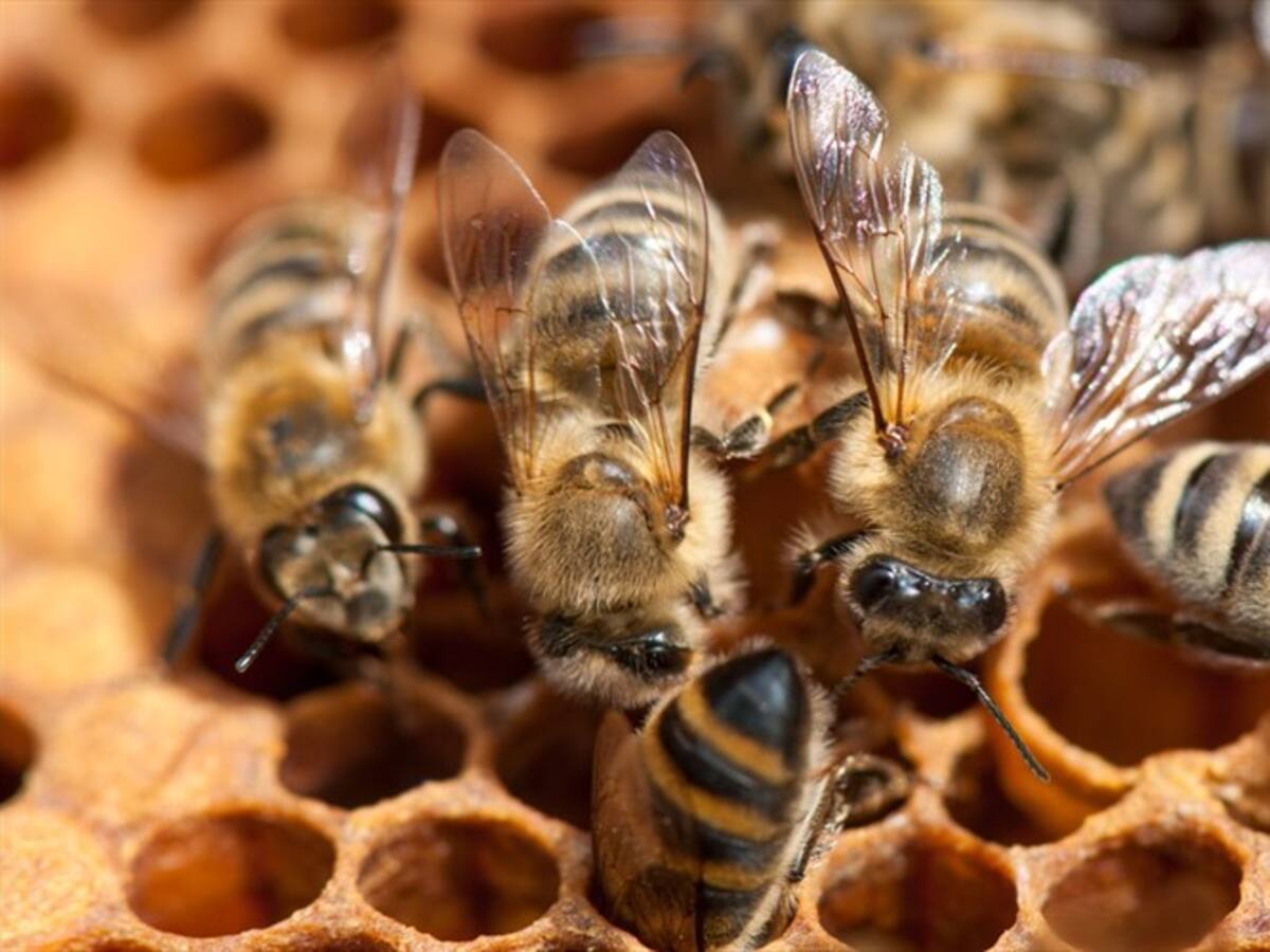 Encuentran cuatro abejas dentro del ojo de una mujer en Taiwan