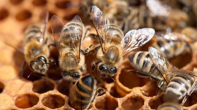 Los insectos se alimentaban de las lagrimas de la mujer.. Foto: Getty Images